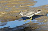 Gray-tailed Tattlerborder=